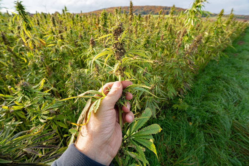 Forschungsinitiative Untersucht Das Potenzial Von Hanfsamenhüllen.