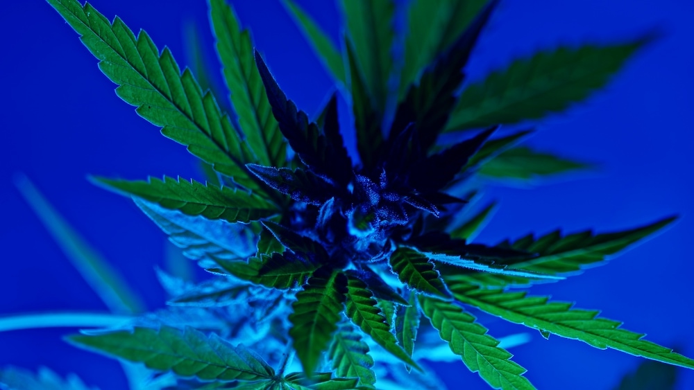 Wasserlösliches CBD Isolat 1