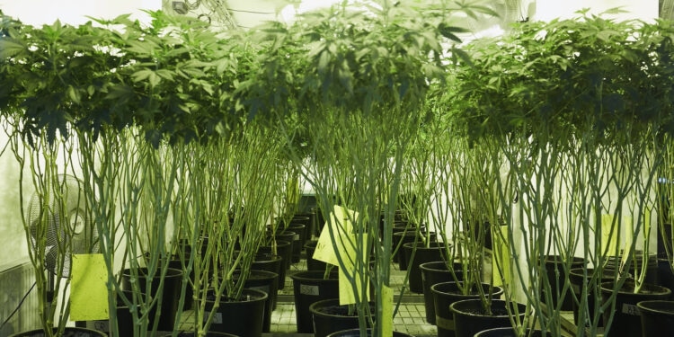 Cannabis-Pflanzenklone-aus-Kolumbien