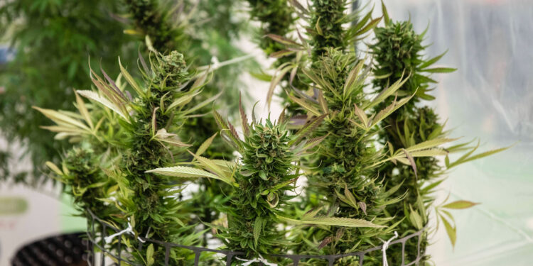 Cannabis-Verkäufe-auf-Rekordhoch