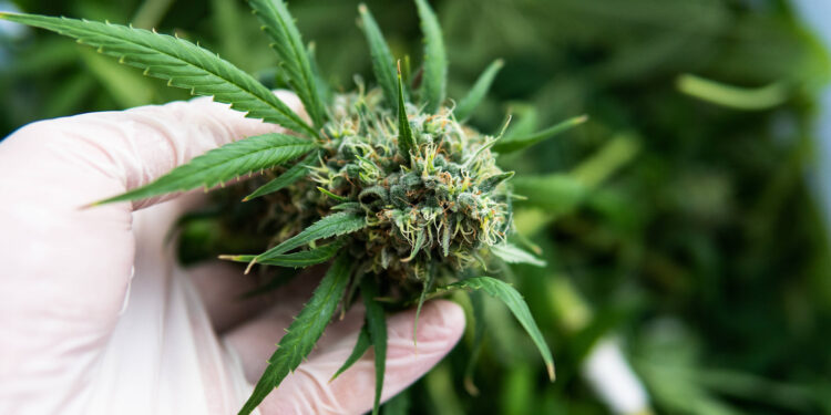Etypharm-Clever-Leaves-mit-medizinischen-Cannabisprodukten-