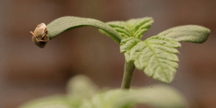 Seeds24-Die-Welt-der-Cannabissamen-