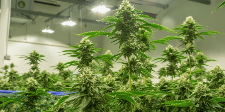 BAG-erteilt-The-Botanicals-Anbaulizenz-für-THC-Cannabis