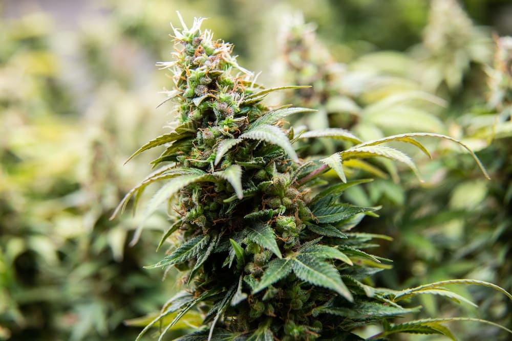 Cannabisblüten