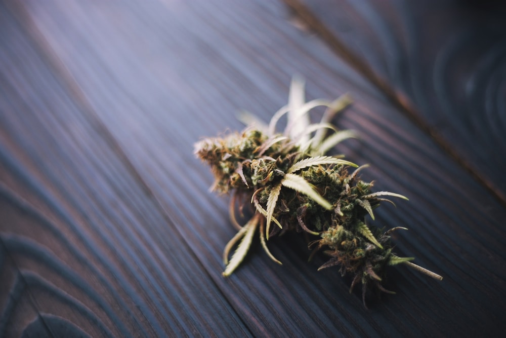 Das Dilemma Mit Dem Cannabis Hanfblüte