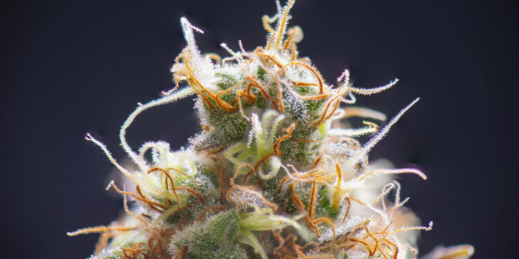 Khiron-bringt-neue-medizinische-Cannabissorte-auf-den-Markt