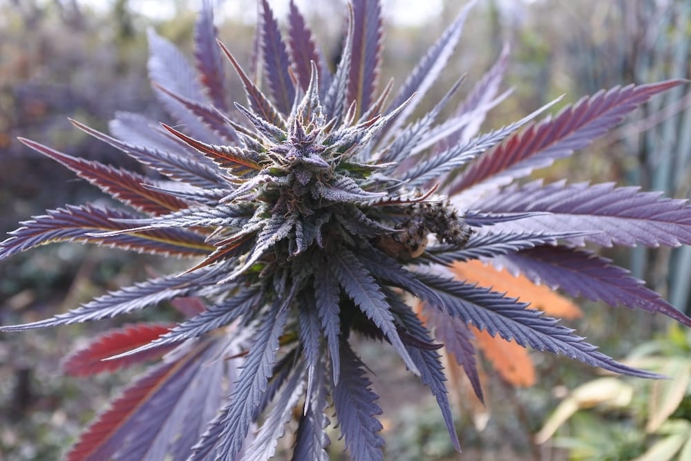Terpene-Cannabispflanze