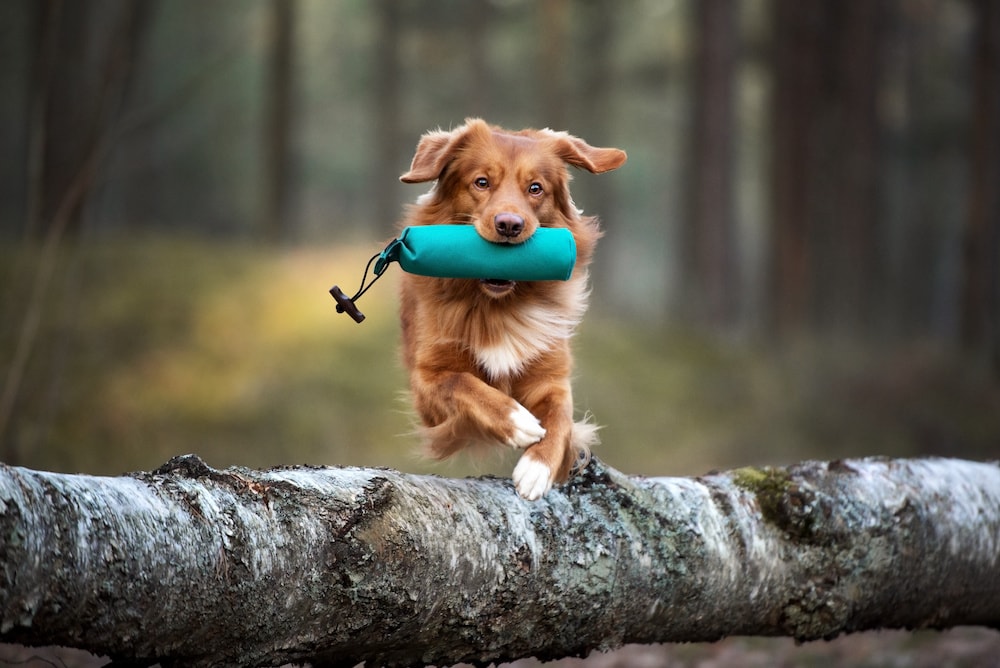 Alles Drin Für Den Hund Aktiver Hund