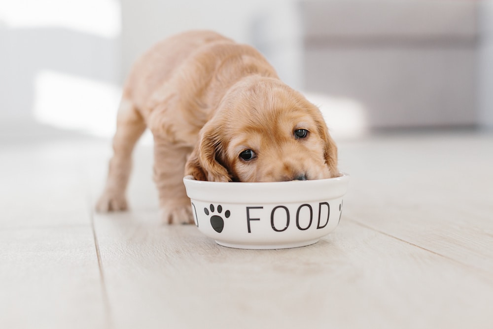 Alles Drin Für Den Hund Dog Food