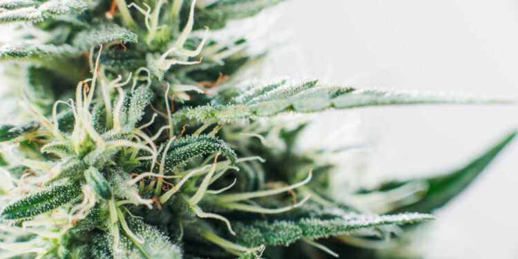 Apotheken-und-PTA-für-Legalisierung-von-Cannabis