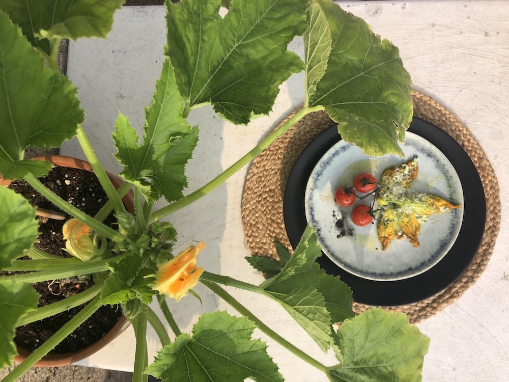 Gebackene Zucchiniblüten