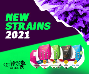 Royal Seeds New Strains