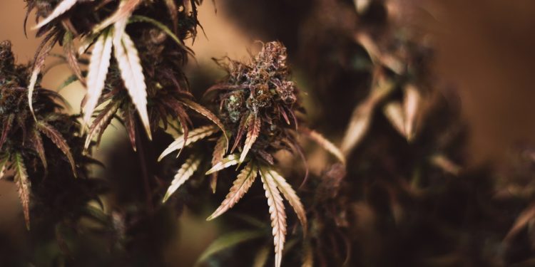 420-NATURAL-unbestrahltes-Cannabis