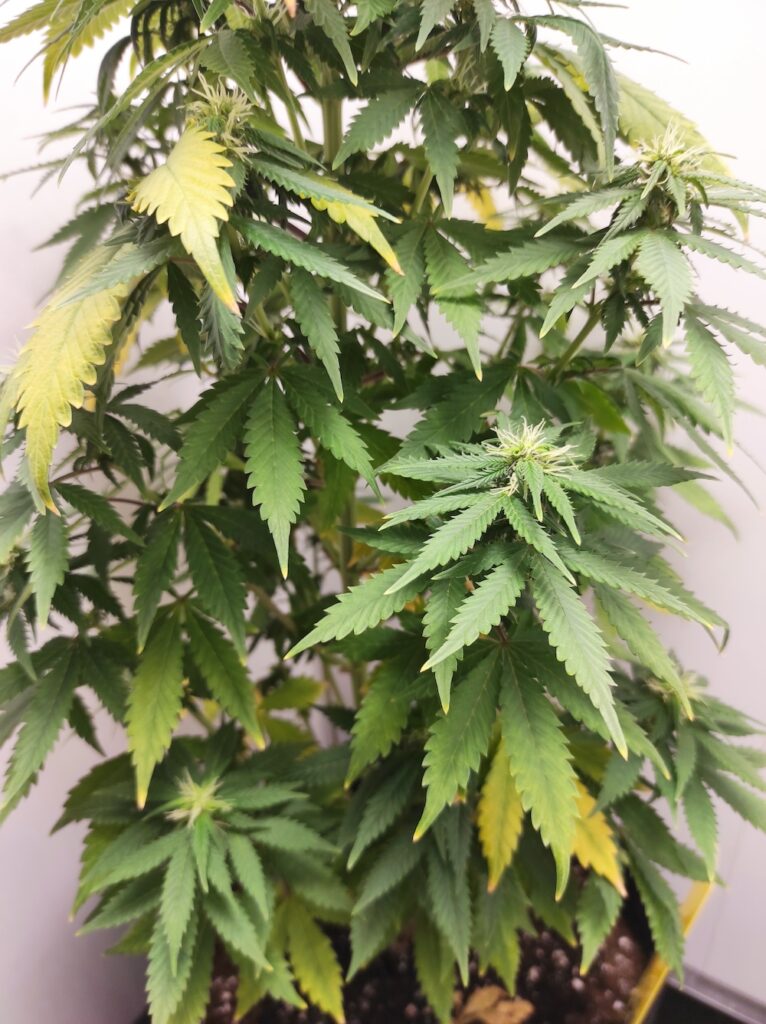 Anbau Mit System – Der Urban Chili Growtest 3 766x1024