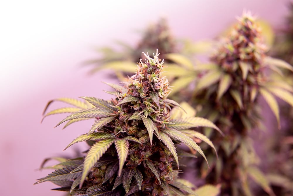 Die Antwort Für Hochwertige Cannabisextraktion 3