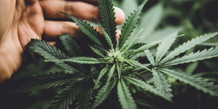 Vom-Aktivisten-zum-Cannabis-Unternehmer-1