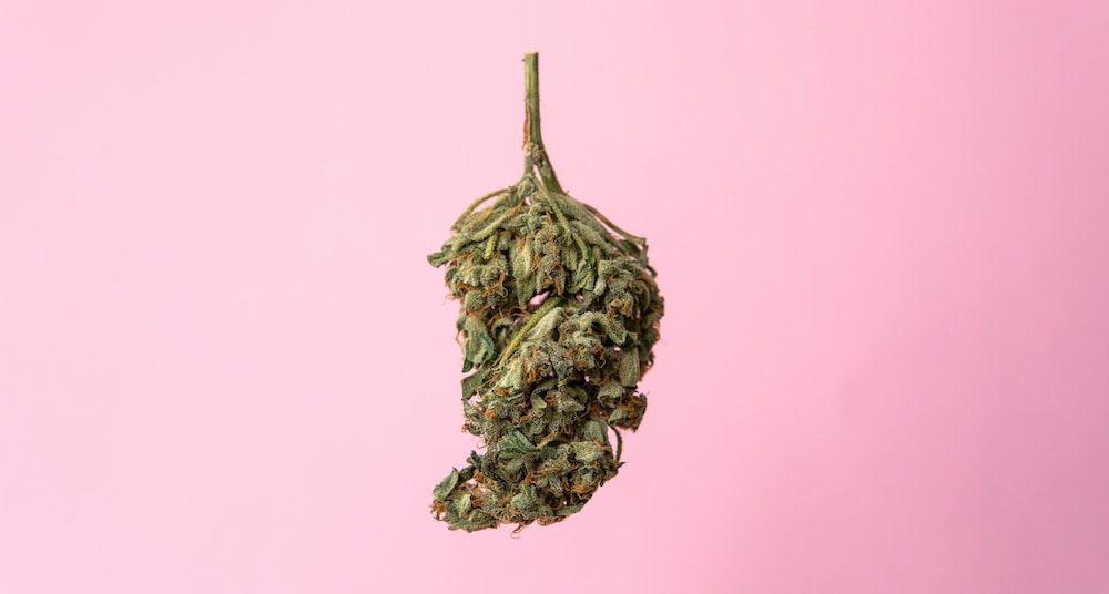 Werden CBD Hanfblüten Legal 1