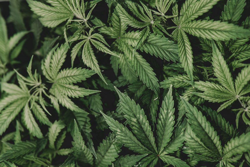 Werden CBD Hanfblüten Legal 2 1024x683