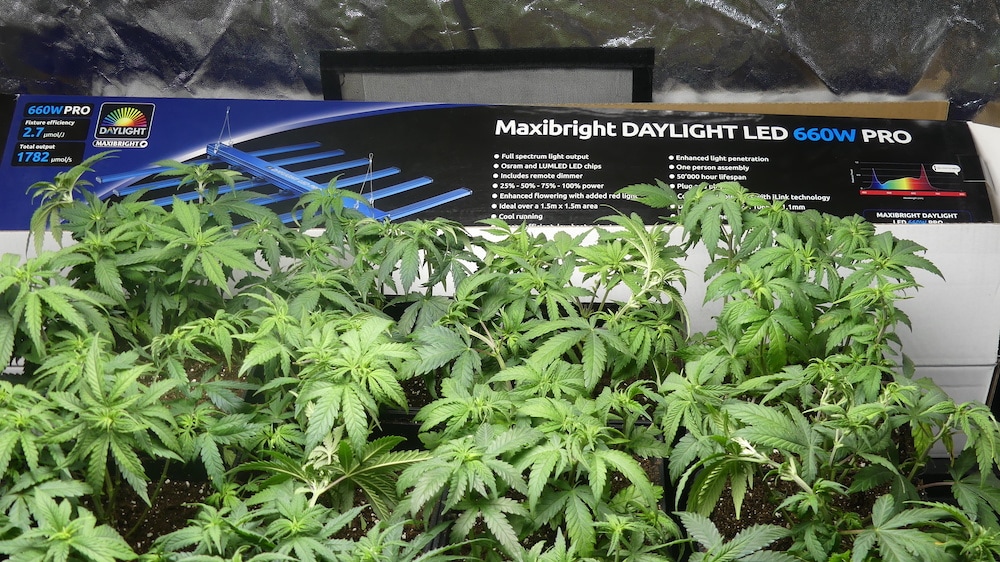 Maxibright-Daylight-LED-660W-Pro_9