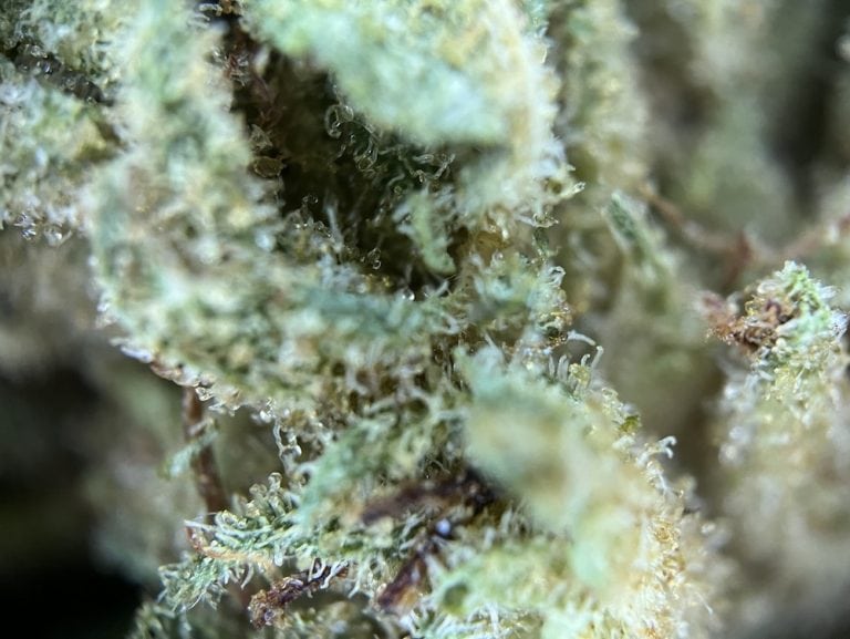 Medizinalcannabis Strain Review Cannamedical Hybrid Forte NG / Dark Side of the Moon Strain