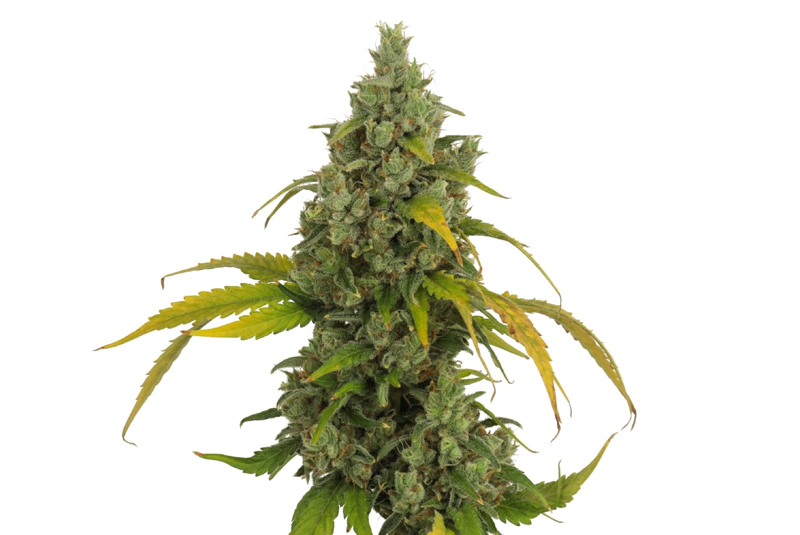Four 20 Pharma erweitert Produktlinie „420 EVOLUTION“ mit „Star Struck“ Hanf News & aktuelle