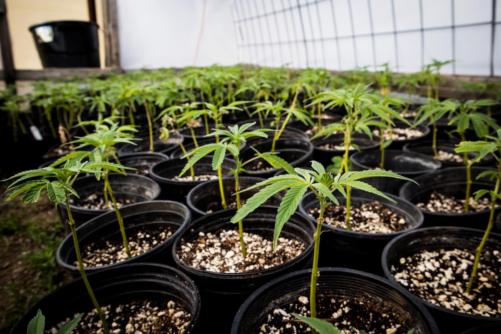 Nederland stelt de start van een proefproject voor cannabis – The Economics of Cannabis – uit