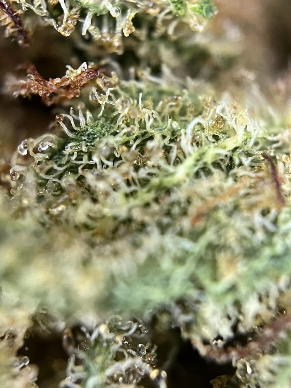 Medizinalcannabis Strain Review AVAAY 28/1 KH / Karel‘s Haze Strain Reviews und Tests