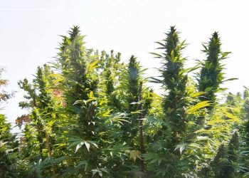 hollands-hope-original-dutch-outdoor-cannabis-genetics-by-dutch-passion