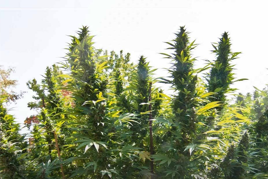 Cannabis Samen kaufen: Qualität und Auswahl