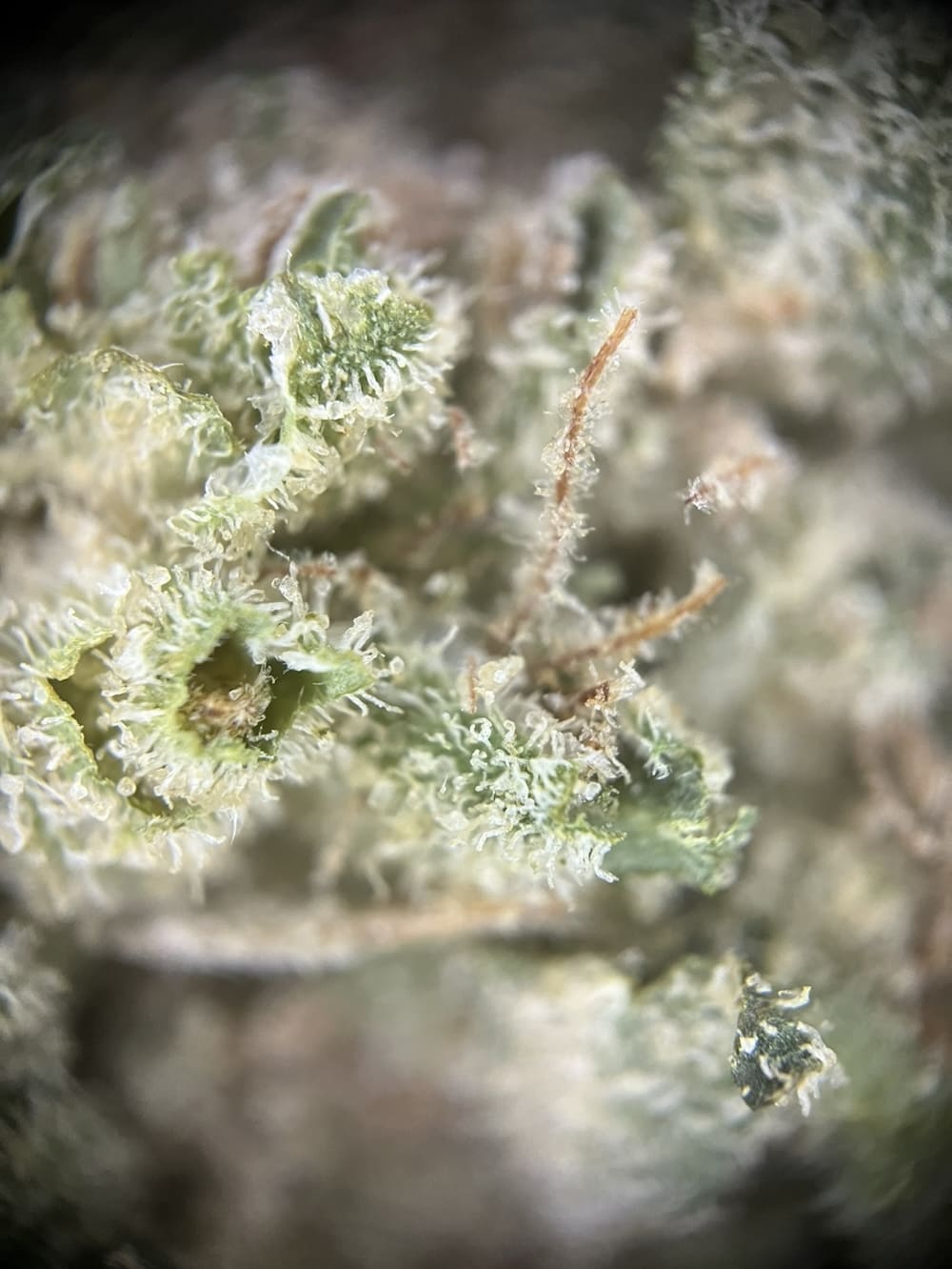 Medizinalcannabis Strain Review avaay SIGNATURE 30/1 CBX Chatterbox Strain Reviews und Tests