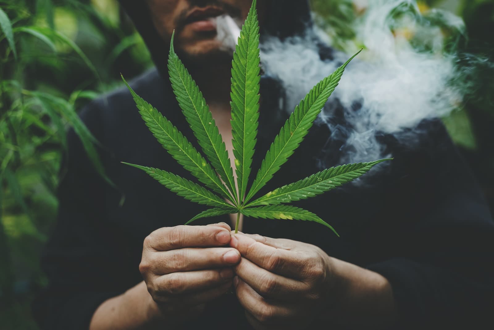 High-Society-Die-Top-25-L-nder-mit-dem-h-chsten-Cannabiskonsum